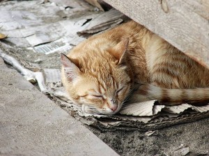 homeless_cat
