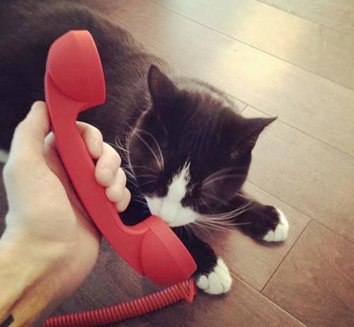 katt. telefon